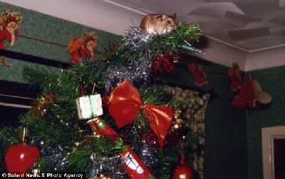 跃上树顶的小老鼠沾沾自喜地欣赏着邦勃窘迫的样子