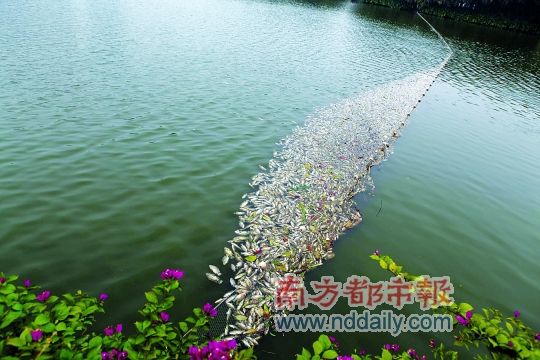 流花湖漂浮了几千条死鱼