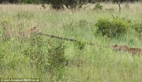 2米长蟒蛇成非洲豹“玩物”。