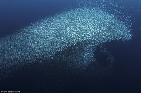 一个庞大沙丁鱼群伪装成一只80英尺(约24米)海豚的模样穿梭海中，以逃避捕食者的威胁。