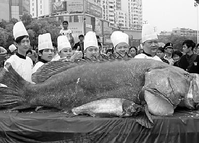 重达631斤的超大石斑鱼