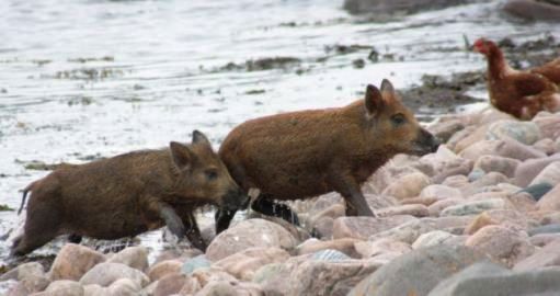 苏格兰两头小猪被主人送到岛上自生自灭，但它们游了1.5公里，自己找回家。