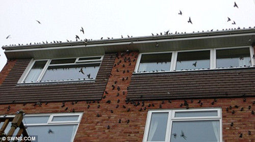 大量鸟儿落在英国里斯曼夫妇家房顶上