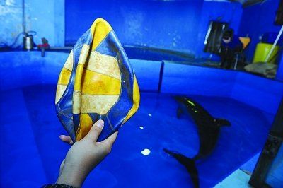 海豚吞食了这样的一只玩耍的排球（图片来源：扬子晚报 范晓林 摄）