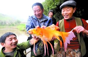 昨日，李贵云（左）双手抱起这个又像鲤鱼又像金鱼的鱼仙子。 重庆晨报记者 鞠芝勤 王海 摄