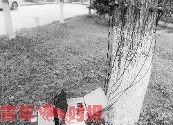 给树木做个“心电图” 给树木做个“心电图”