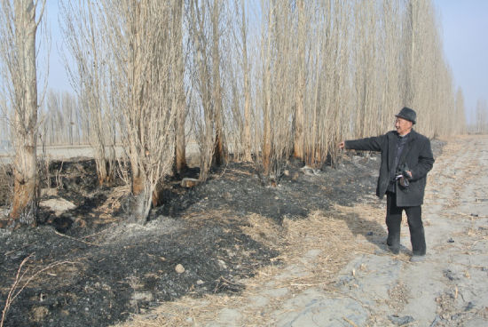 三个男孩玩火烧死邻居家130棵白杨树(图)|防护