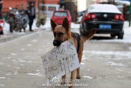 狼狗妈妈叼告示牌寻找孩子(图)|狼狗|告示牌