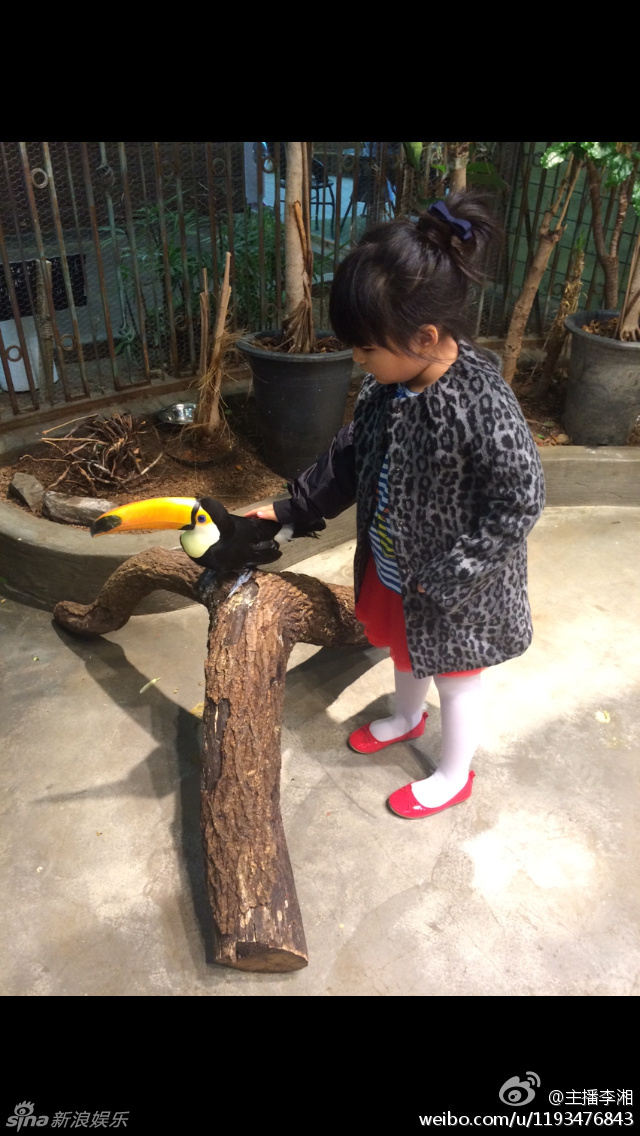 组图：李湘玩嗨韩国动物园 王诗龄背袭大嘴鸟