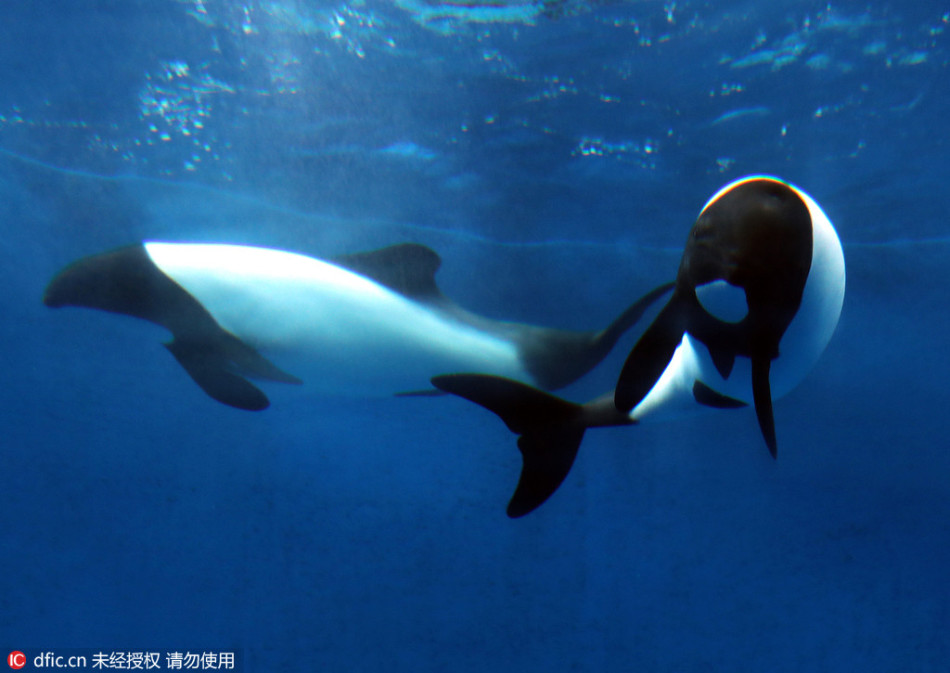 熊猫海豚你见过吗？日本水族馆迎来黑白海豚