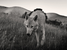 ��ɫ����������������