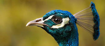 罕见绝美的蓝色动物：源自特殊身体结构