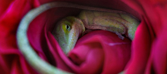 蜥蜴酣睡玫瑰花瓣样子慵懒可爱