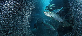 2015野生动物摄影大赛：数十万鱼宝宝徜徉海底