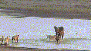 ���״�����14ͷĸʨΧ����ƴ��ȫ��ͻ����Χ