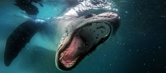 法潜水员抓拍海豹龇牙咧嘴可爱微笑