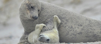 摄影师抓拍母海豹给幼崽挠痒暖心一刻