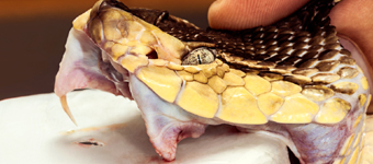 ���ؿ��߶��������������̣�����ע�䳬���߶�