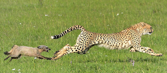 肯尼亚猎豹捕食野狗 反被猎物倒追