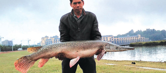 广东市民湖里钓起巨型“鱼怪”：鳄雀鳝没天敌