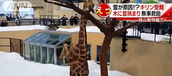 尴尬！日本一长颈鹿脖子被卡树枝动弹不得