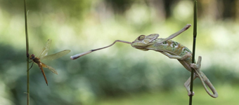 印尼摄影师近距离拍摄变色龙“秒杀”蜻蜓画面