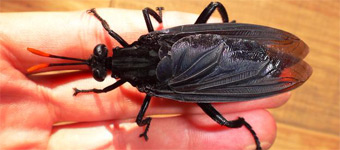 世界最大的蝇类：体长7厘米捕食昆虫幼虫