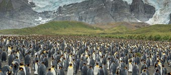 南乔治亚岛20万帝企鹅大聚会依偎取暖