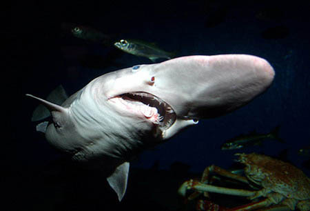 5,日本抓获稀有的史前鲨鱼剑吻鲨