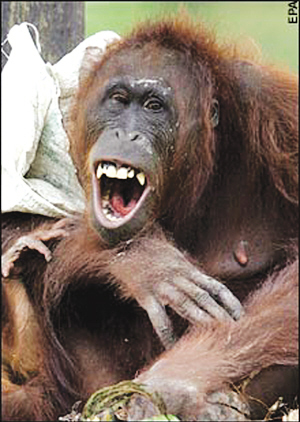 猩猩笑也会传染