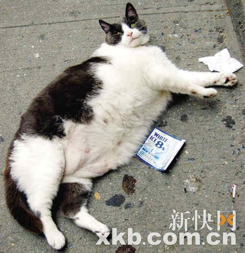 全世界最肥的猫