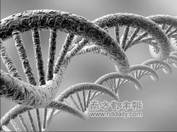 <em>女性</em><em>基因</em>图首次绘出_新闻中心_新浪网