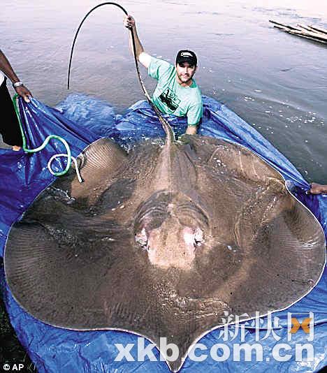 世界最大淡水鱼长4.27米
