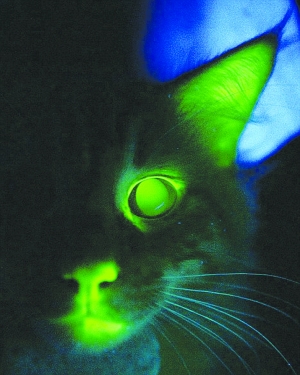 小猫发绿光 是人捣的鬼
