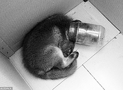 小狐狸偷食头被困瓶中(图)