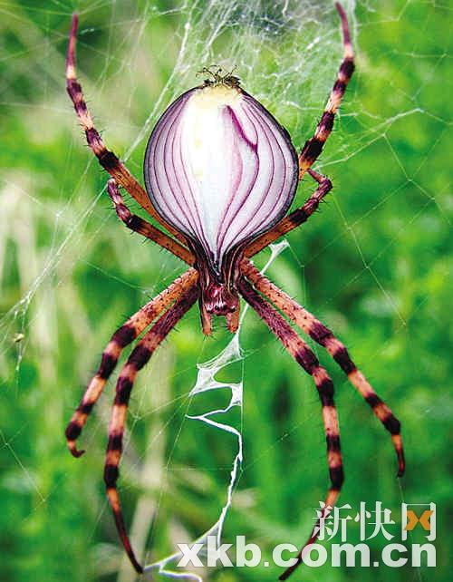 动物+植物=基因突变?