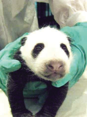 熊猫泰山 睡觉也功夫