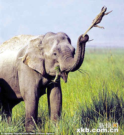 印度蜥蜴成大象的玩偶 遭虐待数天