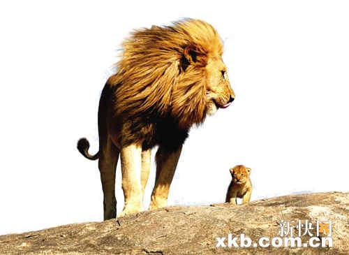 坦桑尼亚惊现《狮子王》真狮版