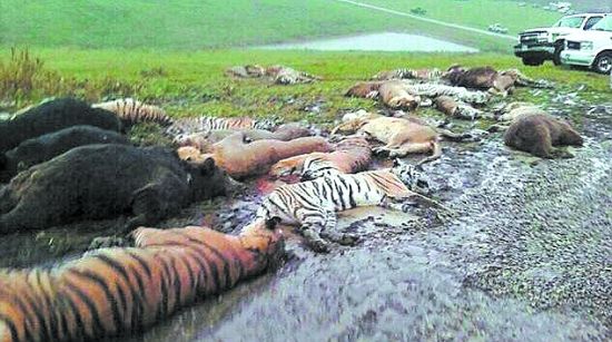 猛兽大逃亡 官方下杀手_新闻中心_新浪网