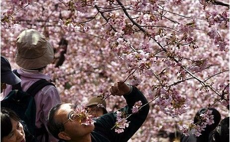 日本种植万株樱花树做撤离参照 应对未来海啸