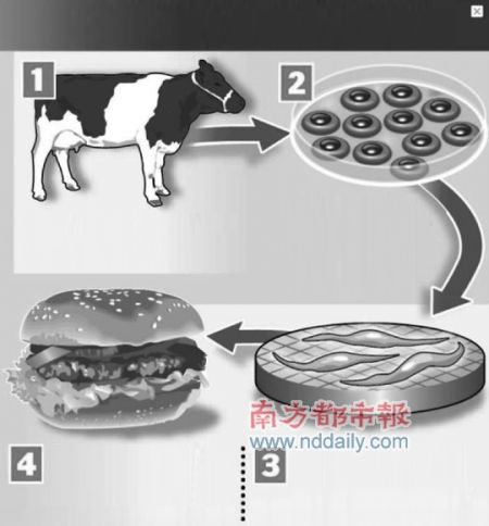 首个人造肉饼今秋问世
