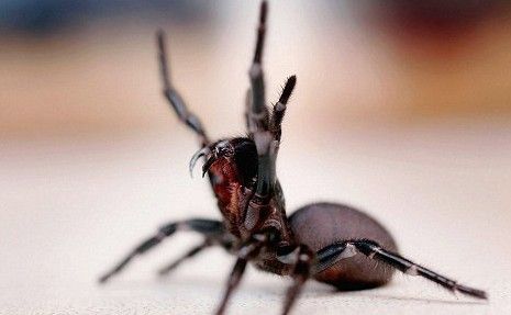 印度一城镇遭毒蜘蛛入侵 十余人被咬2人死亡