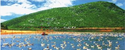 临武鸭:煮熟的鸭子飞得更高_新浪新闻