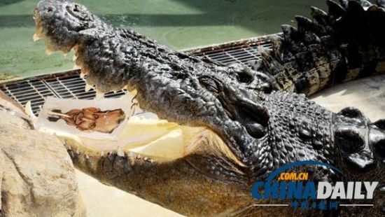 澳“通灵鳄鱼”预测大选结果:陆克文败北