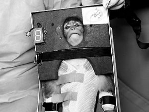 伊朗太空猴是真