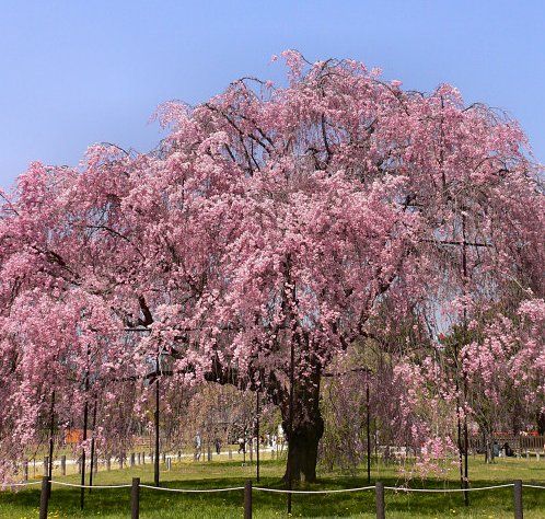 日本樱花花期或与往年相同 将从3月下旬开始绽放