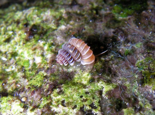 科学家发现濒危新品种蜗牛 似迷你珠宝炫酷迷