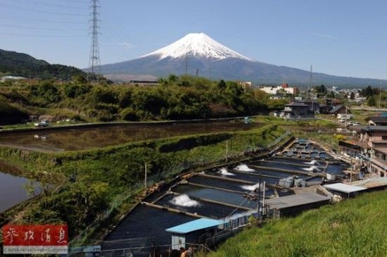 这是2012年5月13日在日本山梨县拍摄的富士山。(资料图片)