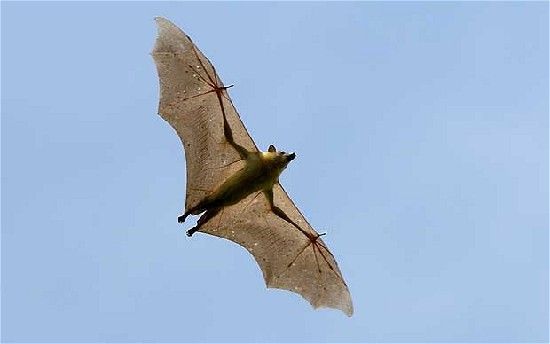 蝙蝠或是对抗埃博拉病毒奥秘 其免疫系统可超